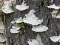 Trametes hirsuta S växthusen, Klagshamns udde, Malmö, Skåne, Sweden 20230423_0038