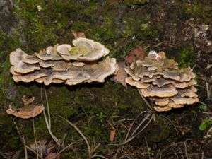 Trametes ochracea - Ochre Bracket - Zonticka