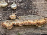 Trametes ochracea Badplatsen, Klagshamns udde, Malmö, Skåne, Sweden 20230516_0025