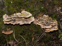 Trametes ochracea Lokstallarna, Malmö, Skåne, Sweden 20230206_0014