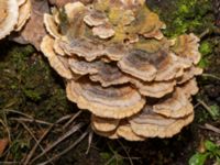 Trametes ochracea Lokstallarna, Malmö, Skåne, Sweden 20230206_0015