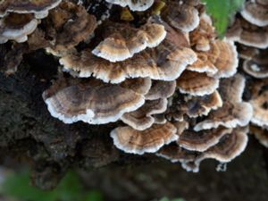 Trametes versicolor - Turkey Tail - Sidenticka