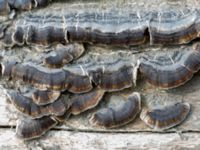 Trametes versicolor Badplatsen, Klagshamns udde, Malmö, Skåne, Sweden 20230516_0029