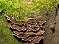 Trametes versicolor Bulltoftaparken, Malmö, Skåne, Sweden 20230208_0005