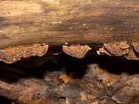 Trametes versicolor Bulltoftaparken, Malmö, Skåne, Sweden 20230211_0034