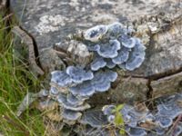 Trametes versicolor S växthusen, Klagshamns udde, Malmö, Skåne, Sweden 20230423_0033