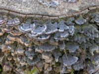 Trametes versicolor S växthusen, Klagshamns udde, Malmö, Skåne, Sweden 20230423_0039