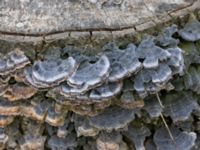 Trametes versicolor S växthusen, Klagshamns udde, Malmö, Skåne, Sweden 20230423_0040