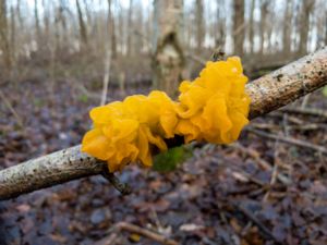 Tremella mesenterica - Witches Butter - Gullkrös