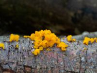 Tremella mesenterica Bulltoftaparken, Malmö, Skåne, Sweden 20230813_0035