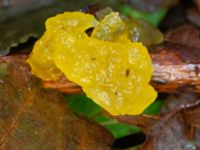 Tremella mesenterica Eket, Toarp, Malmö, Skåne, Sweden 20231113_0089