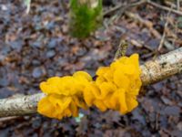 Tremella mesenterica Toarp, Malmö, Skåne, Sweden 20171216_1