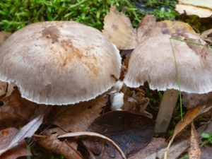 Tricholoma scalpturatum - Yellowing Knight - Gulnande musseron