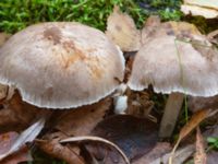 Tricholoma scalpturatum Käglinge rekreationsområde, Malmö, Skåne, Sweden 20231101_0049