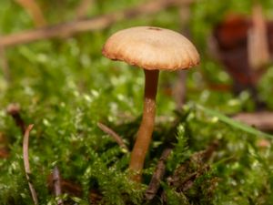 Tubaria furfuracea - Scurfy Twiglet - Toffelskräling