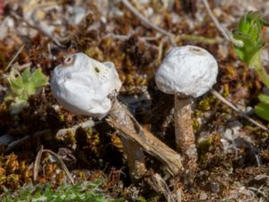 Tulostoma brumale - Winter Stalkball Fungus - Stjälkröksvamp