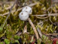 Tulostoma brumale Sandheden, Klagshamns udde, Malmö, Skåne, Sweden 20230422_0046