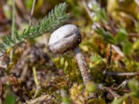 Tulostoma brumale Sandheden, Klagshamns udde, Malmö, Skåne, Sweden 20230422_0048