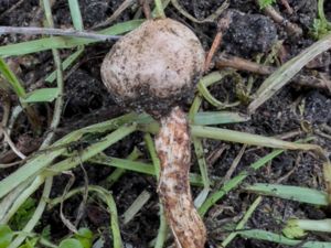 Tulostoma fimbriatum - Fransig stjälkröksvamp