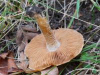 Fungi Östra kyrkogården, Malmö, Skåne, Sweden 20231112_0055