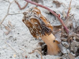 Verpa bohemica - Early Morel - Vindlad klockmurkla