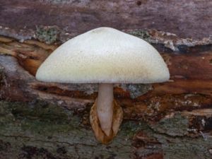 Volvariella bombycina - Silky Sheath - Silkesslidskivling