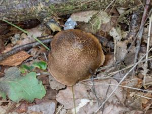 Xerocomellus chrysenteron - Cracking Bolete - Rutsopp