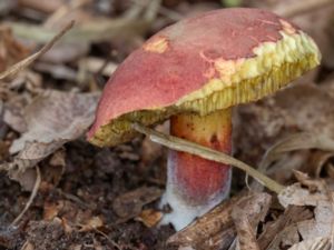 Xerocomellus cisalpinus - Blånande rutsopp