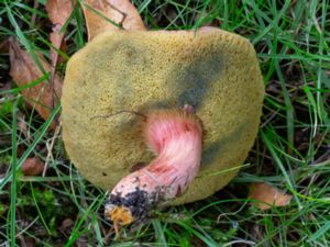 Xerocomellus porosporus - Sepia Bolete - Falsk rutsopp