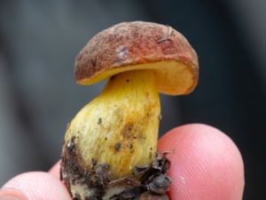 Xerocomus subtomentosus - Suede Bolete - Sammetssopp