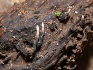 Xylaria carpophila - Beechmast Candlesnuff - Ollonhorn