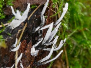 Xylaria hypoxylon - Candlesnuff - Stubbhorn