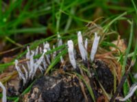 Xylaria hypoxylon Eket, Toarp, Malmö, Skåne, Sweden 20231113_0074