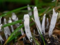 Xylaria hypoxylon Eket, Toarp, Malmö, Skåne, Sweden 20231113_0075