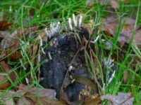 Xylaria hypoxylon Eket, Toarp, Malmö, Skåne, Sweden 20231113_0076