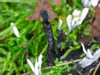 Xylaria hypoxylon Eket, Toarp, Malmö, Skåne, Sweden 20231113_0090