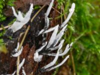 Xylaria hypoxylon Eket, Toarp, Malmö, Skåne, Sweden 20231113_0093