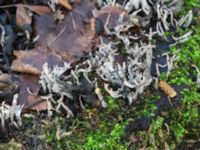 Xylaria hypoxylon Södra dungen, Husie mosse, Malmö, Skåne, Sweden 20240127_0030