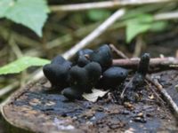 Xylaria polymorpha Björkskogen, Klagshamns udde, Malmö, Skåne, Sweden 20240723_0006