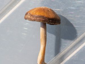 Agrocybe praecox - Tidig åkerskivling