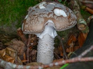 Amanita excelsa - European false Blushing Amanita - Gråfotad flugsvamp