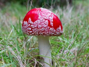 Amanita muscaria - Fly Agaric - Röd och brun flugsvamp