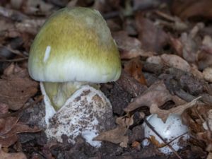 Amanita phalloides - Death Cap - Lömsk flugsvamp