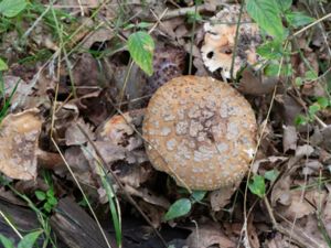 Amanita rubescens - Blusher - Rodnande flugsvamp