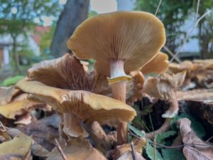 Armillaria mellea - Sydlig honungsskivling