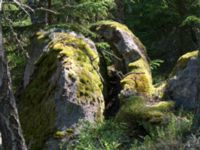 Glacial erratic Vackerslätt, Nybro, Småland, Sweden 20150704_0475