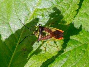 Acanthosoma haemorrhidale - Hawthorn Shield Bug - Hagtornsbärfis