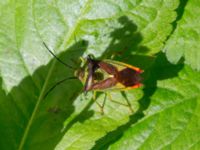 Acanthosoma haemorrhoidale Byåsabacken, Ramsåsa, Tomelilla, Skåne, Sweden 20170506_0034