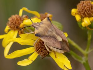 Carpocoris fuscispinus - Bred bärfis