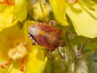 Carpocoris purpureipennis Vrams Gunnarstorp, Bjuv, Skåne, Sweden 20220618_0077